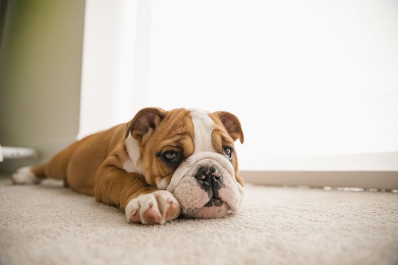 Carpet Burn Repair in Olathe, KS